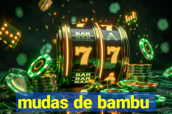 mudas de bambu